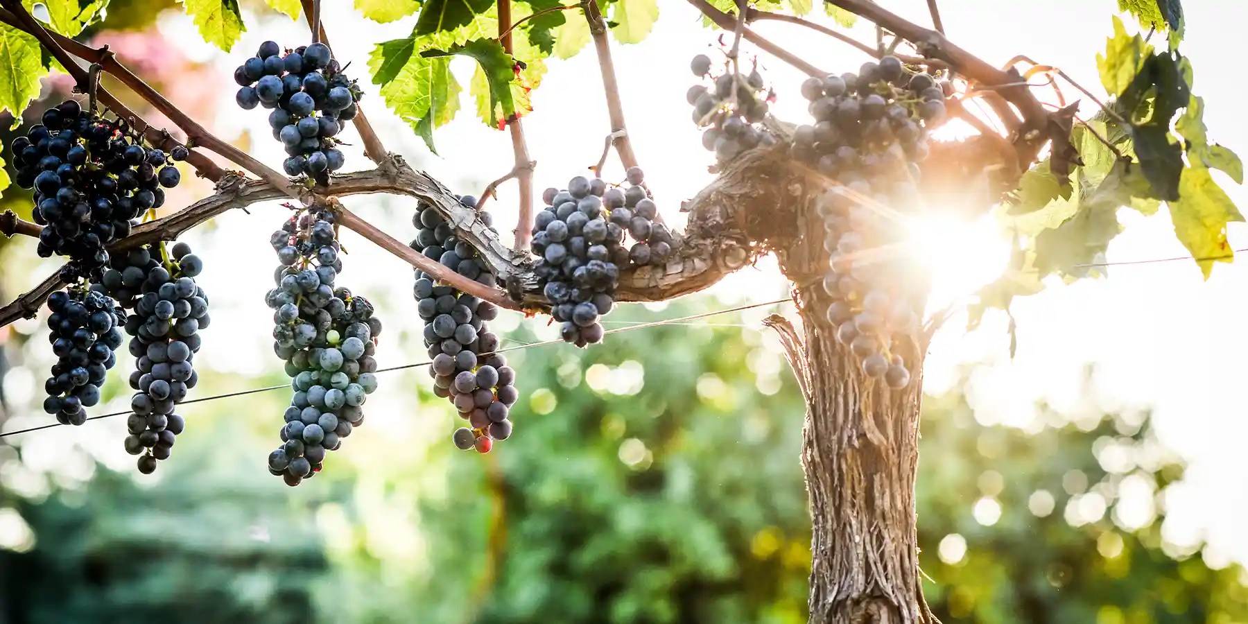 Merlot red grape variety of Bordeaux and beyond U'wine