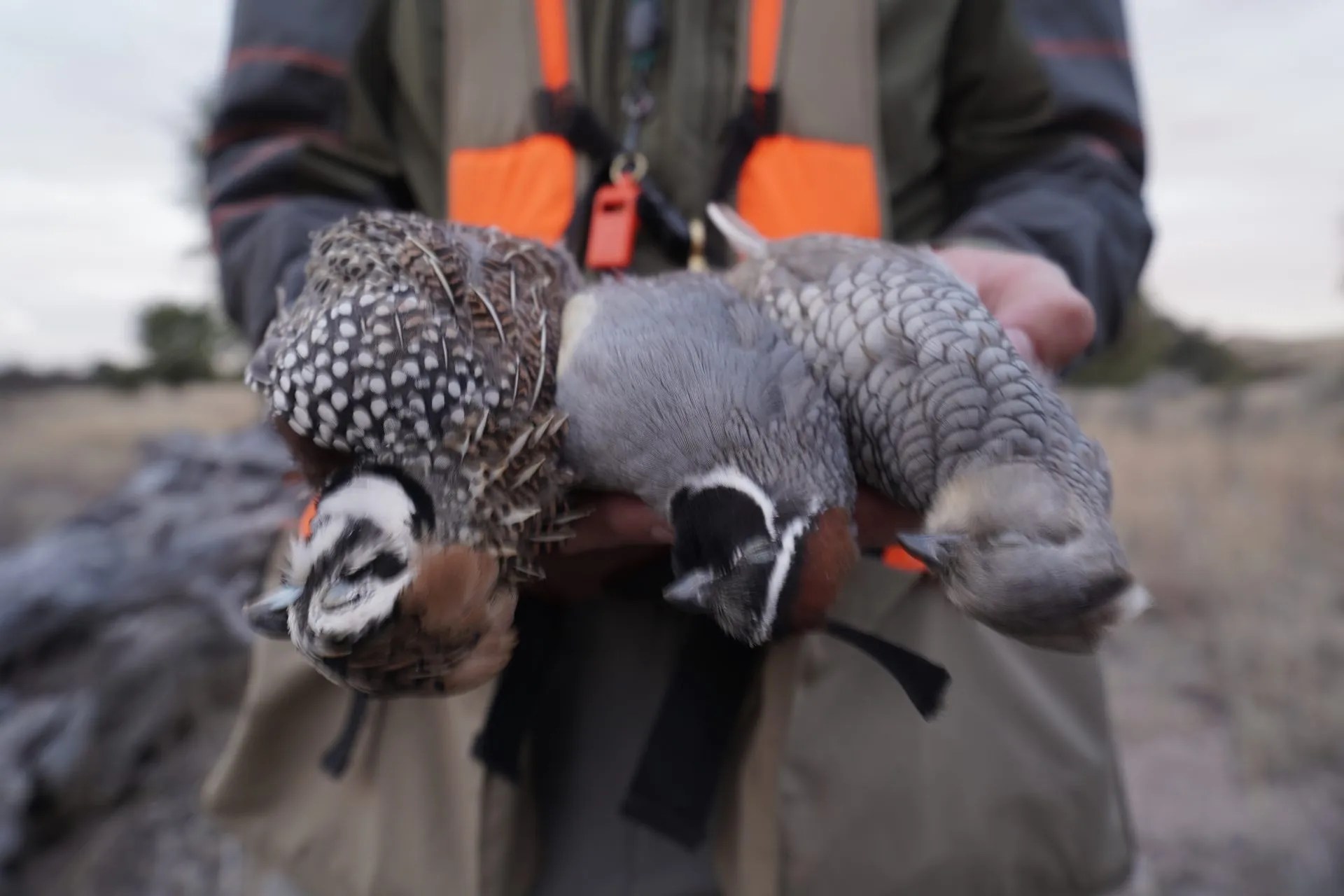 Arizona Quail Hunting Guides Dave Brown Outfitters FlyFishing and