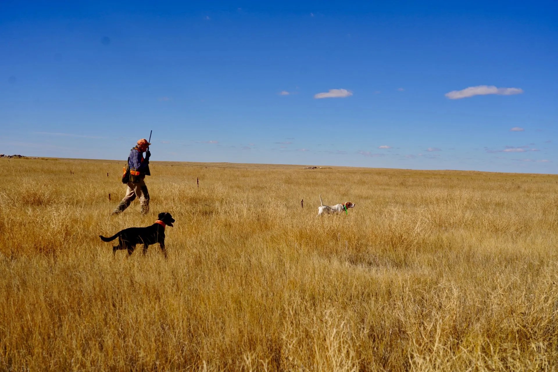 Montana Upland Bird Hunting Guides Dave Brown Outfitters Fly
