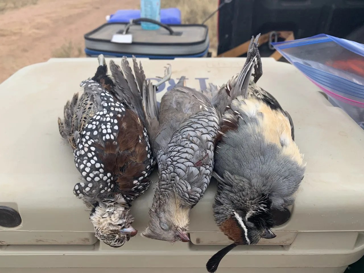 20222023 Arizona Quail Season Dave Brown Outfitters FlyFishing