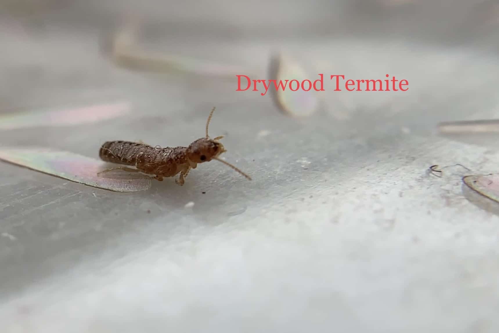 Drywood Termites in Florida A History of Destruction and a Glimpse