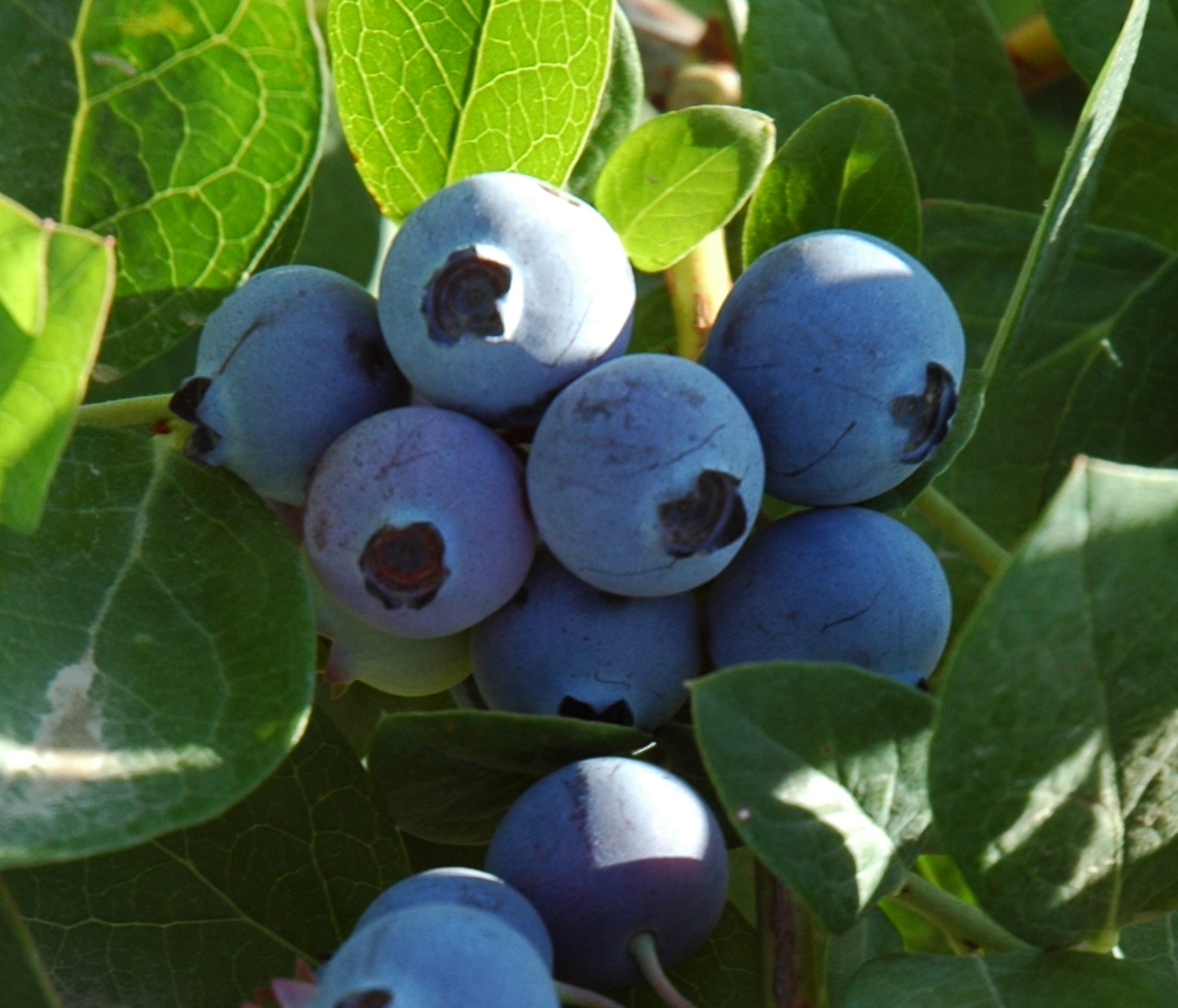 Collection 91+ Pictures Wilson's Nursery & Garden Center Photos Updated