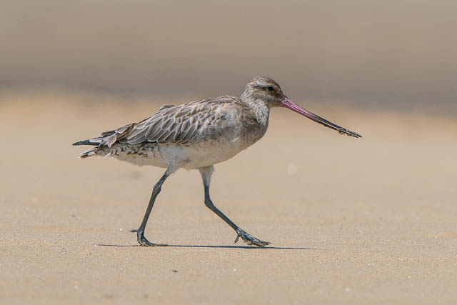 Birdwatching at Taren Point Shorebird Reserve, Quibray Bay