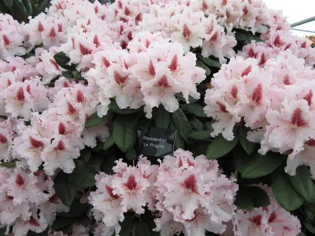 HTA Plant of the month, April Rhododendron David Domoney