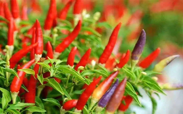 How to grow your own chilli plants on a kitchen windowsill David Domoney