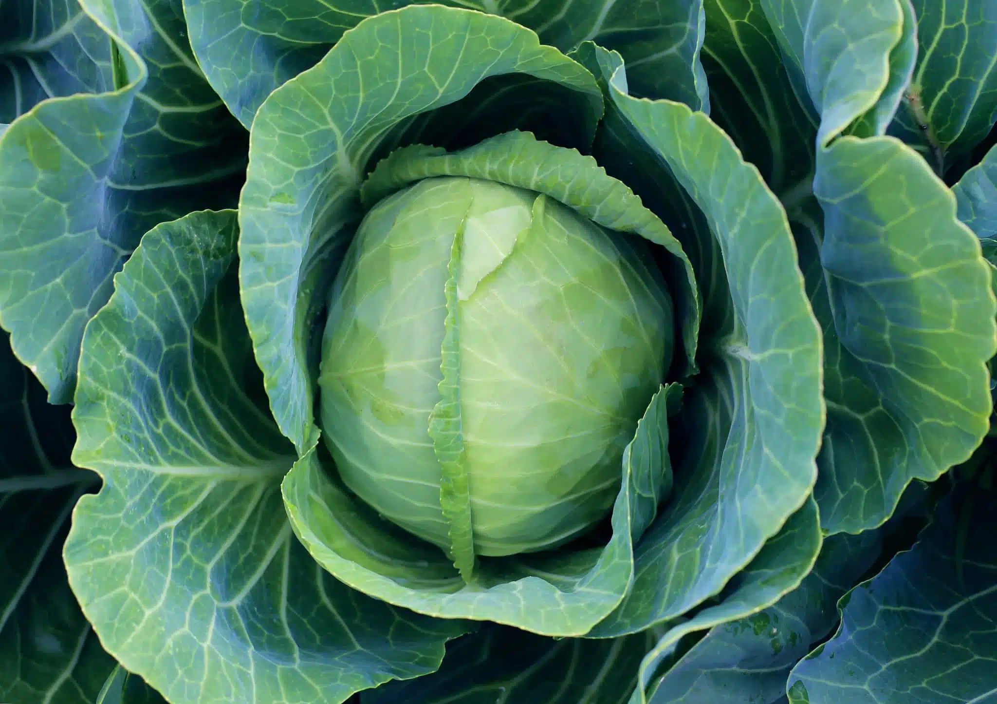 Get growing Mr. Fothergill's Cabbage Ball David Domoney