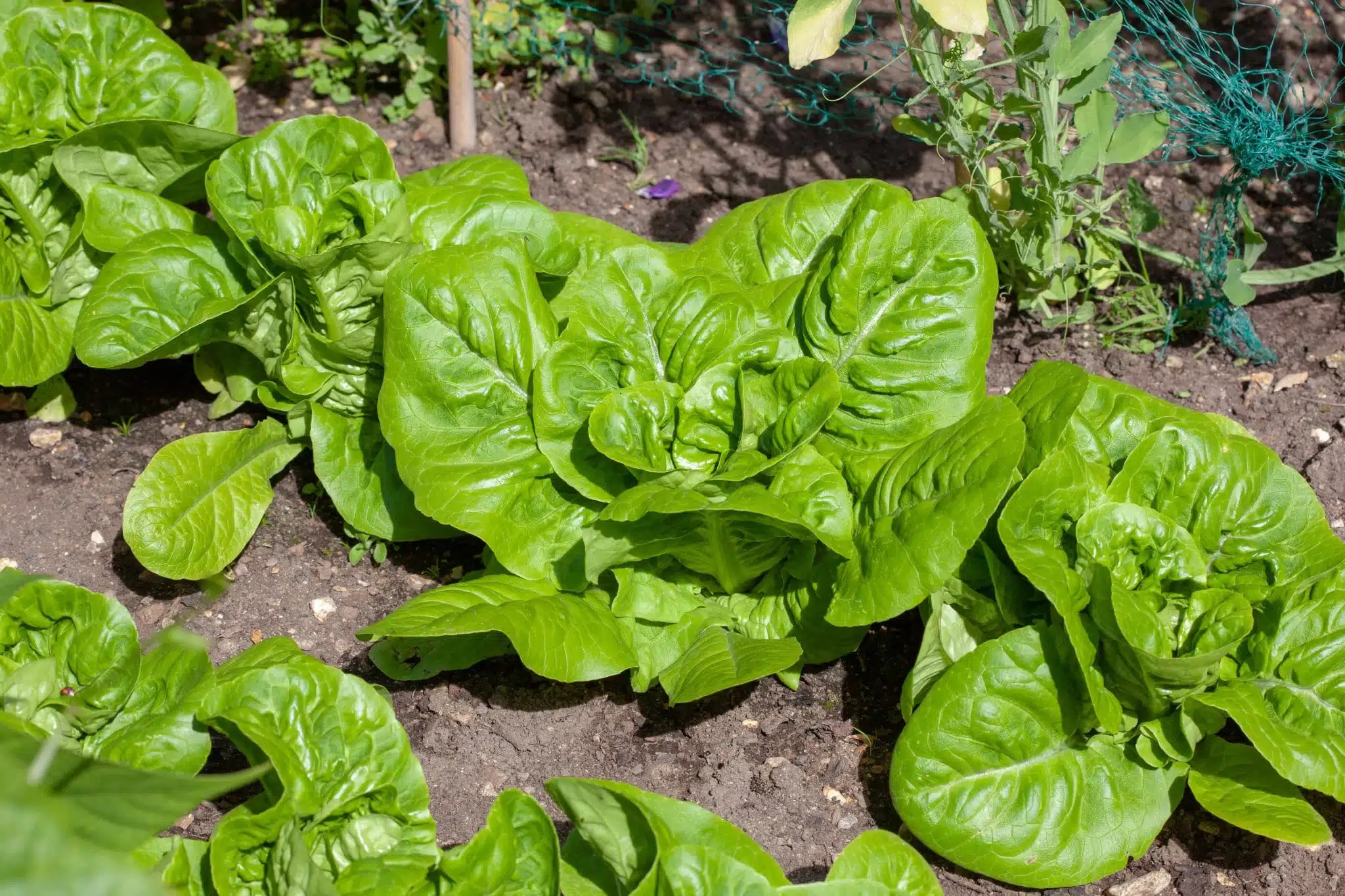 Get growing Mr. Fothergill's Lettuce Little Gem David Domoney