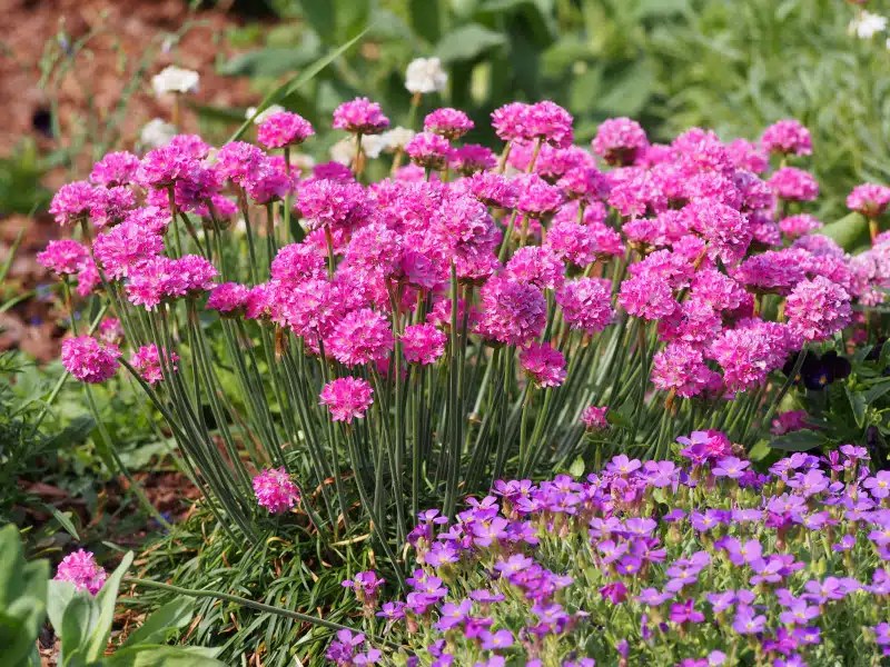 Coastal garden The 10 best plants for a seaside style