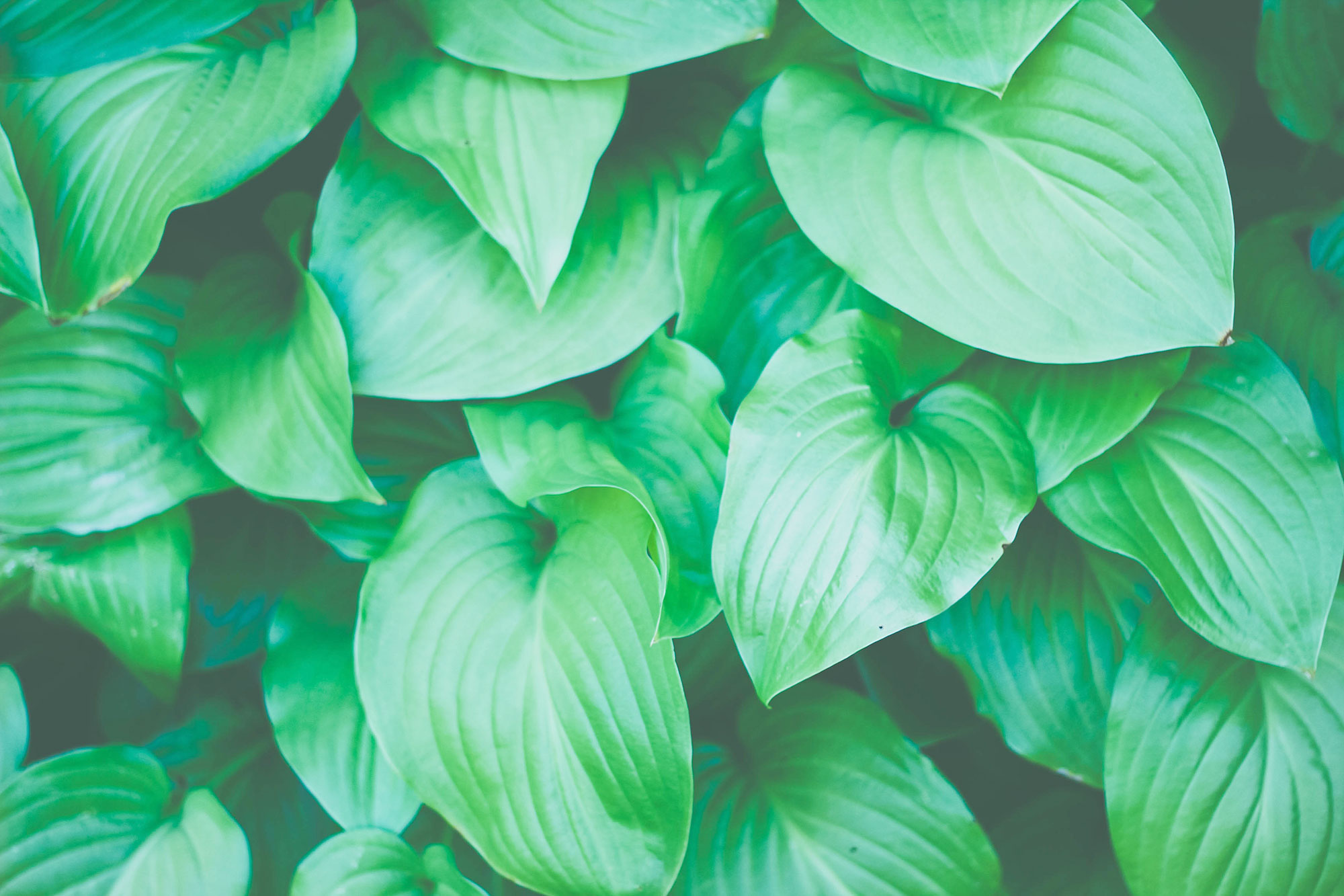 About Dr. David Elliott David Elliott