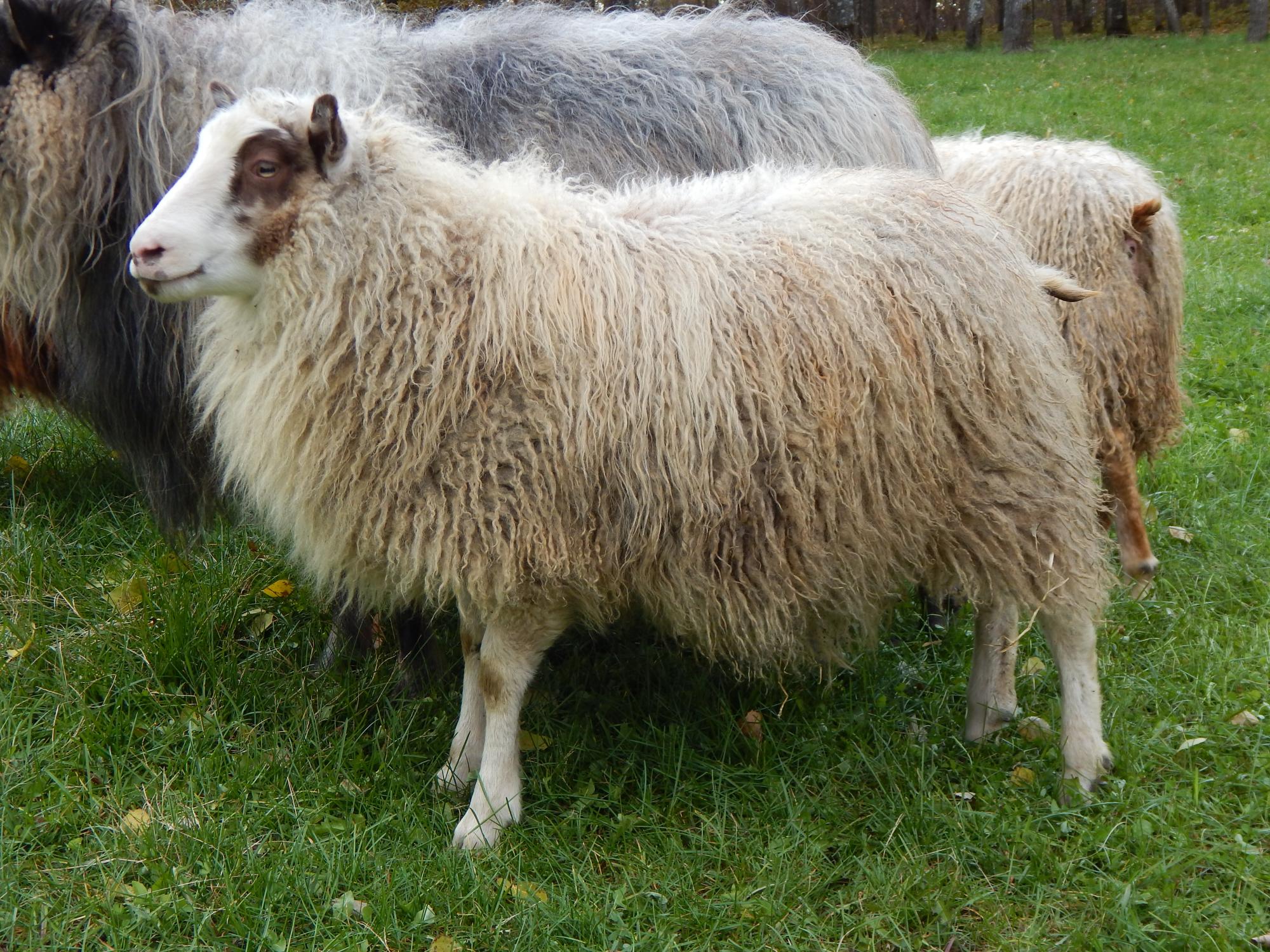 Whippoorwill Farm's Icelandic Sheep For Sale