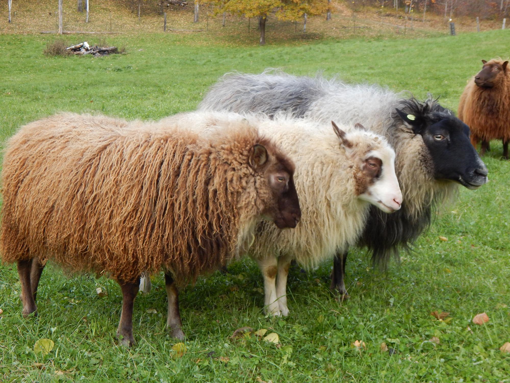 Whippoorwill Farm's Icelandic Sheep For Sale