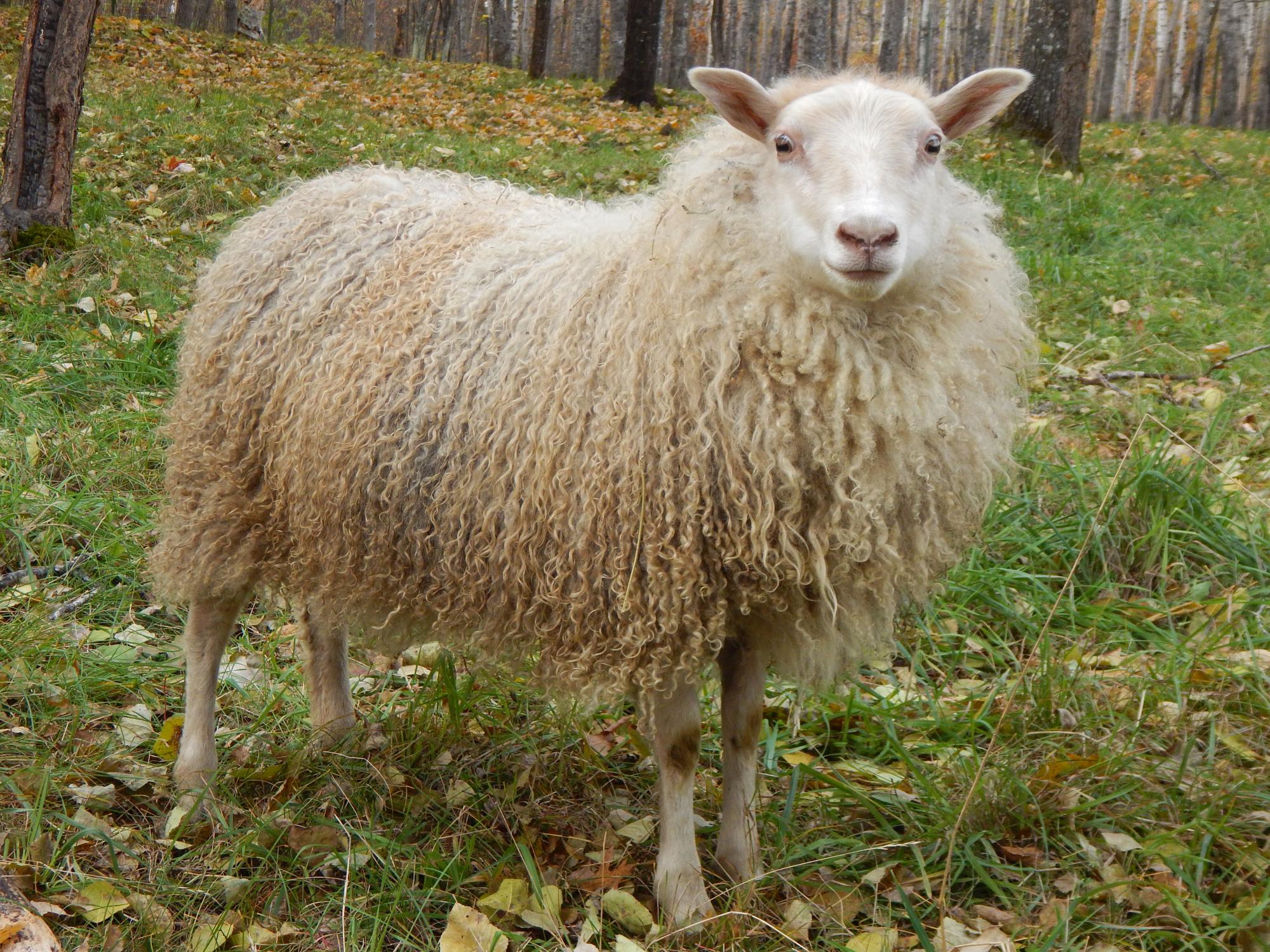 Whippoorwill Farm's Icelandic Sheep For Sale