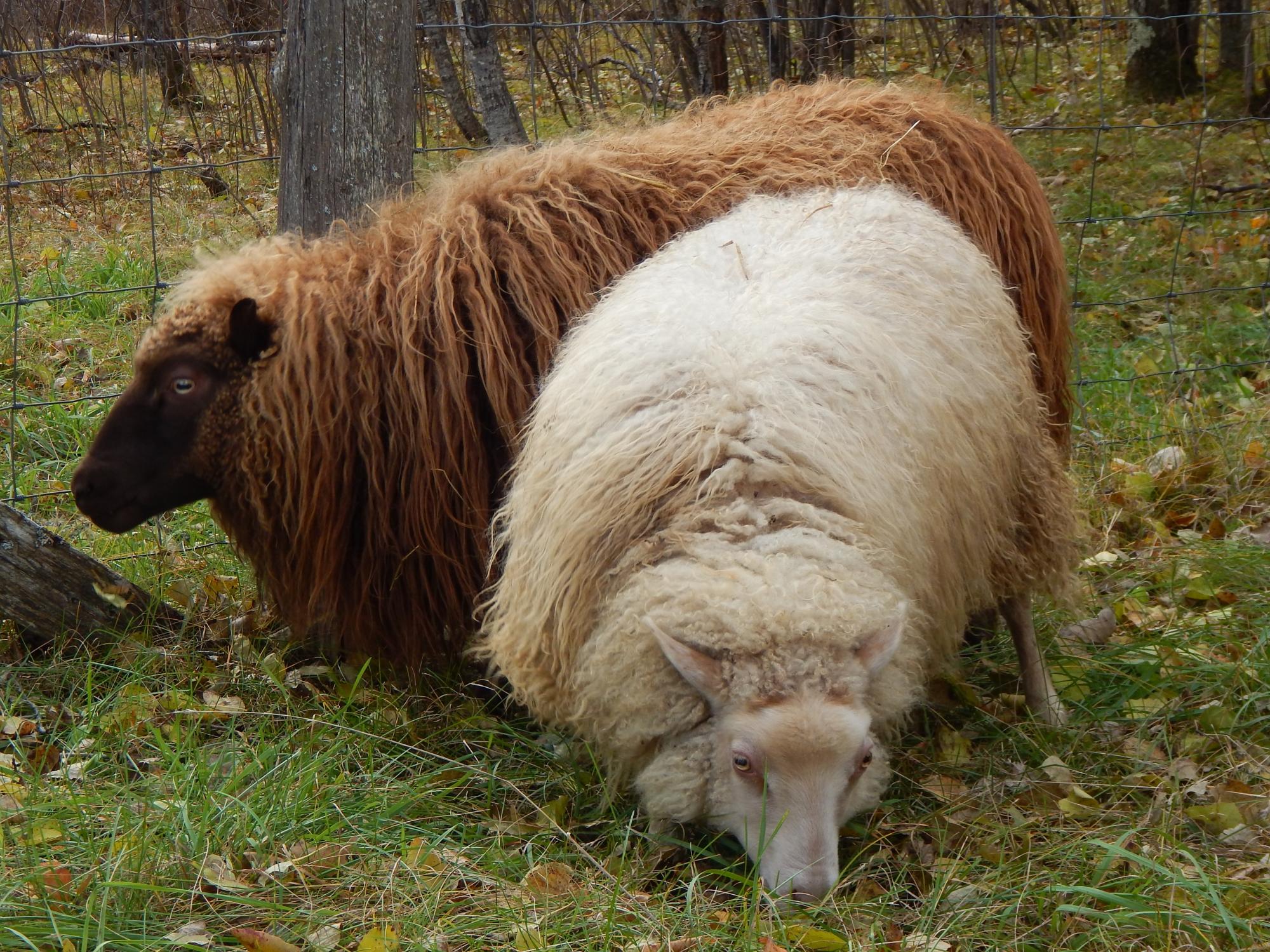 Whippoorwill Farm's Icelandic Sheep For Sale