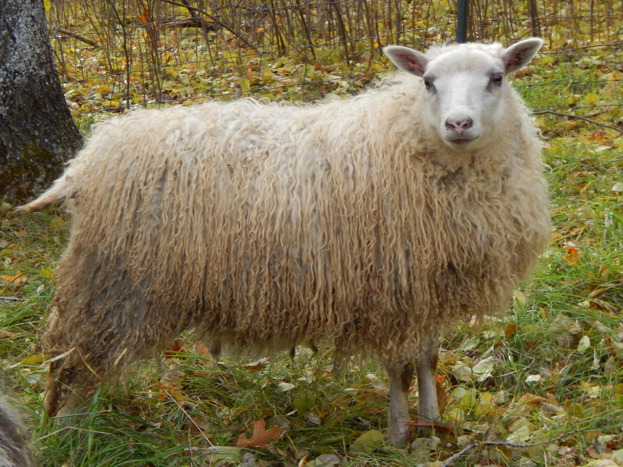 Whippoorwill Farm's Icelandic Sheep For Sale
