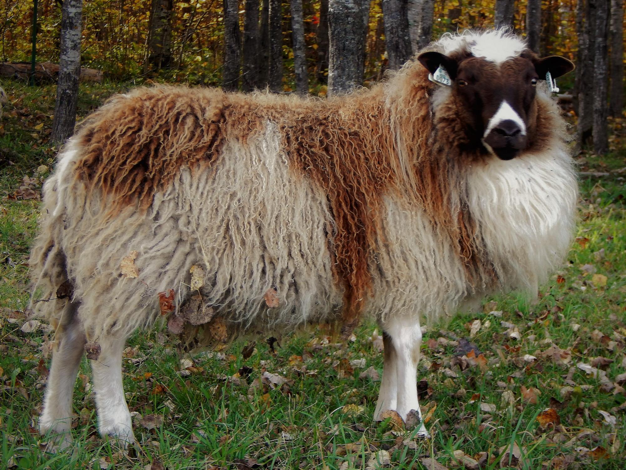Whippoorwill Farm's Icelandic Sheep For Sale