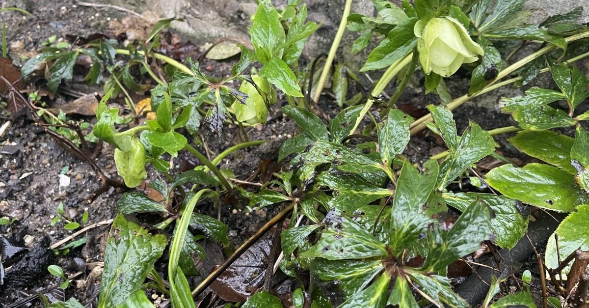 Why are my hellebore leaves turning black David Hurrion
