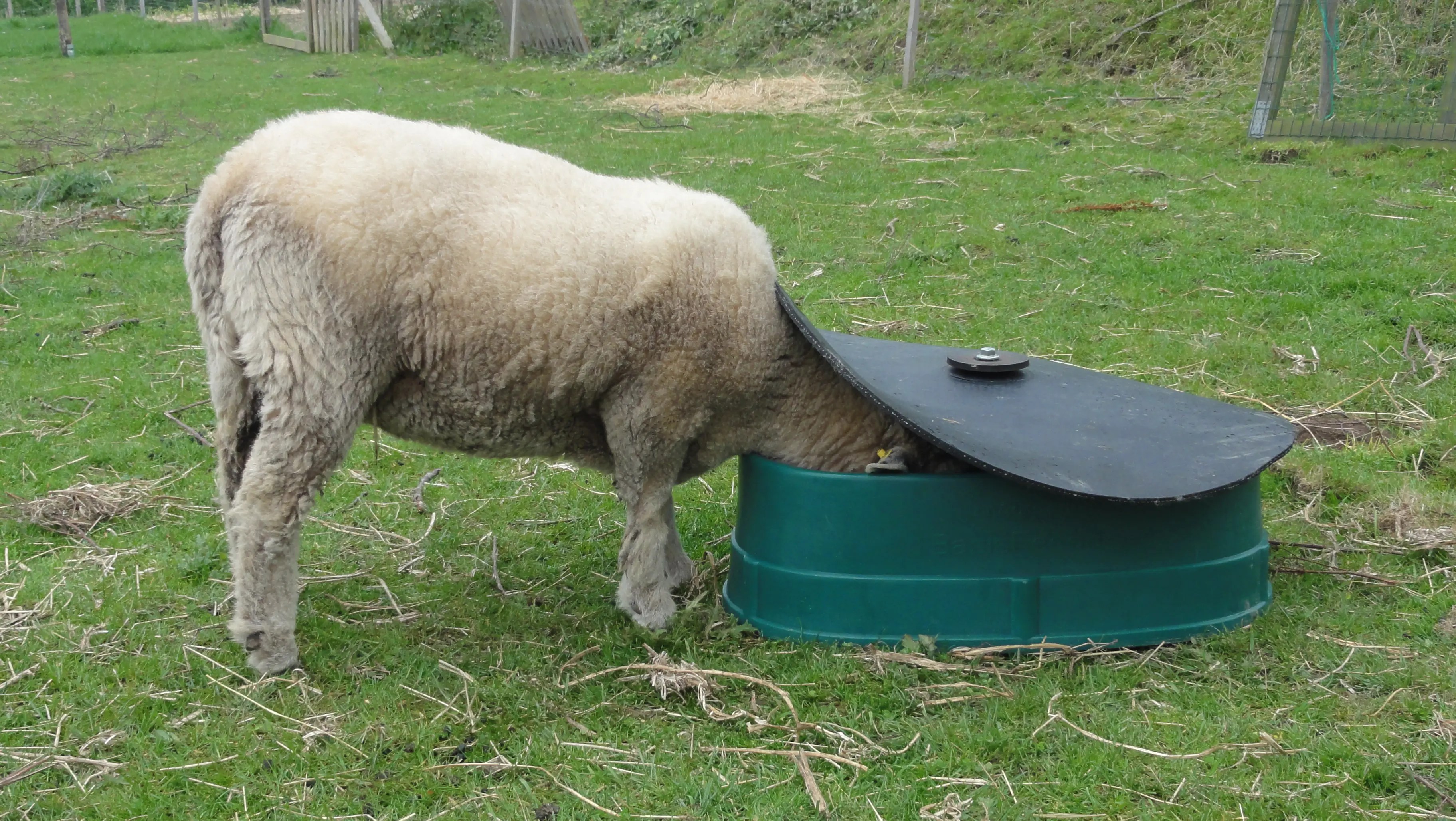 Basis Mineral Feeder Replacement For Durabull At Davidsons