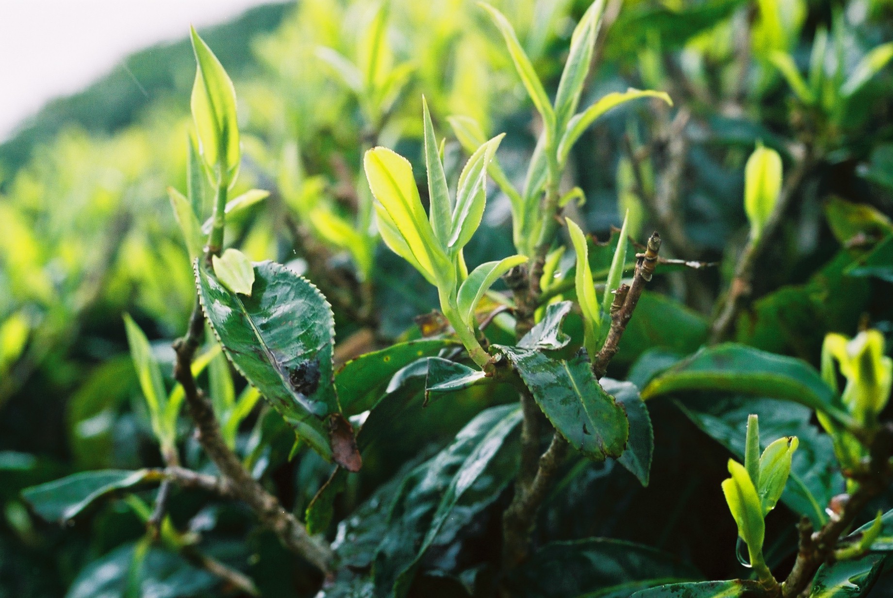 Decaf. Green (Loose Leaf)