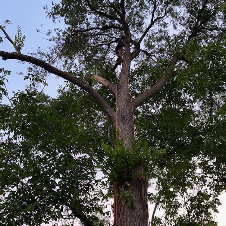 Services Davidson Tree Care