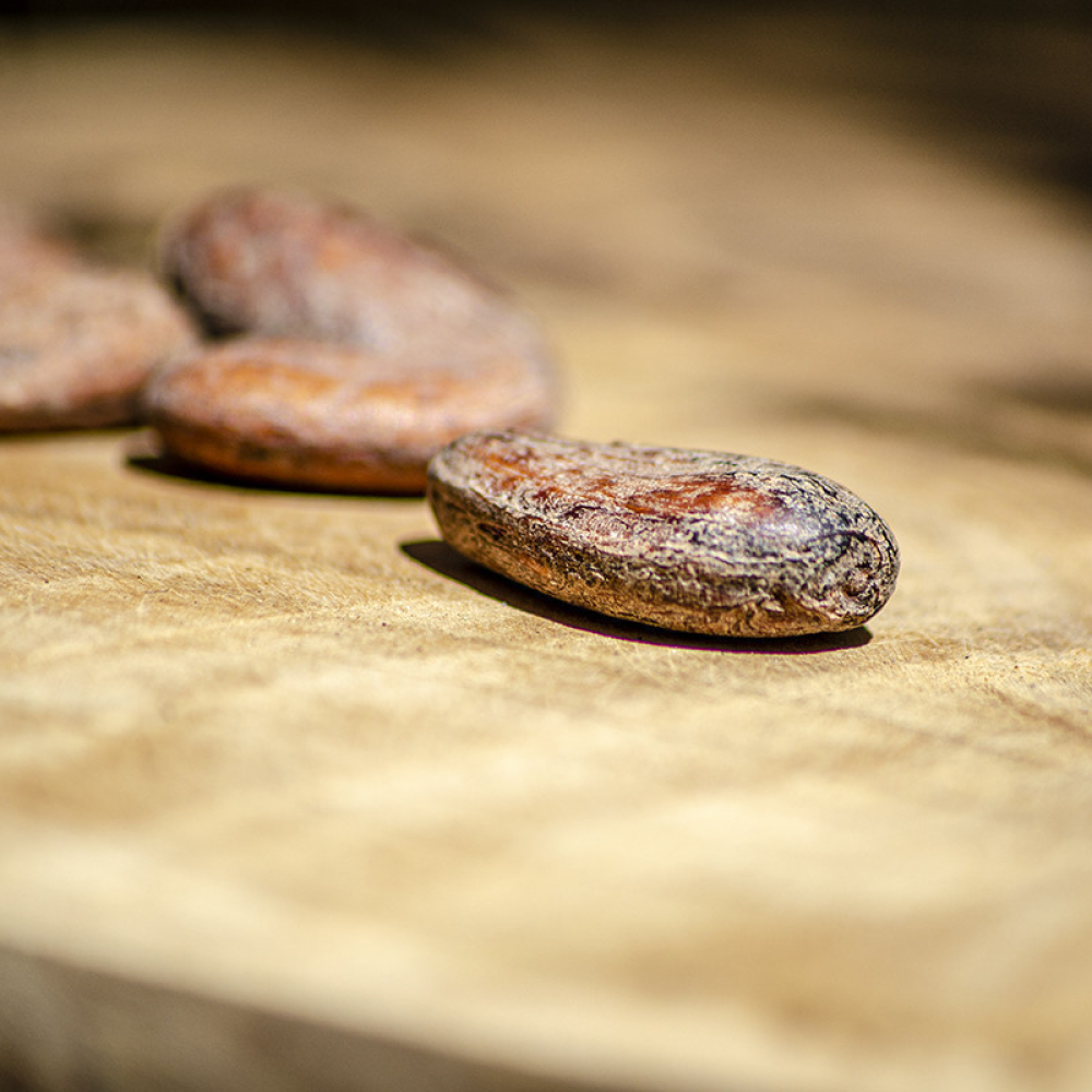 Roasted Cocoa Beans Ivory Coast David Vanille