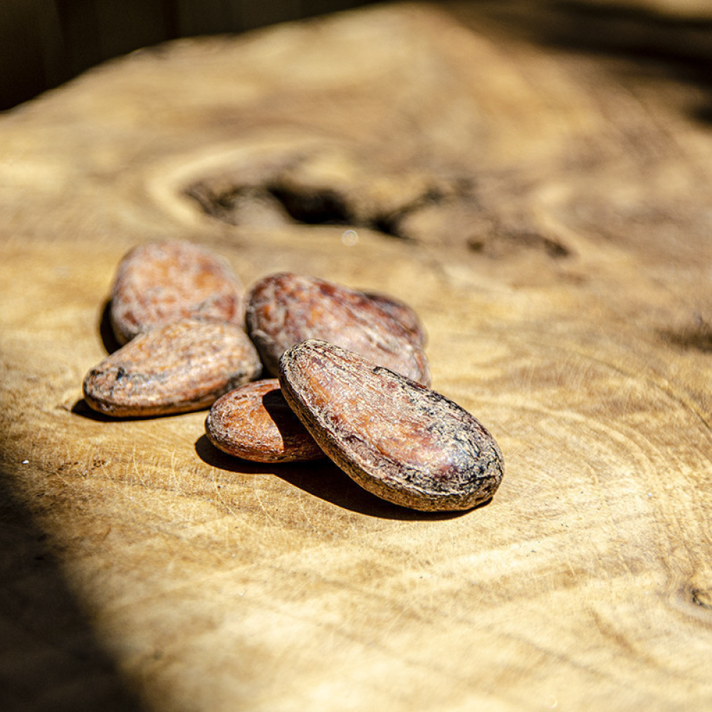 Roasted Cocoa Beans Ivory Coast David Vanille