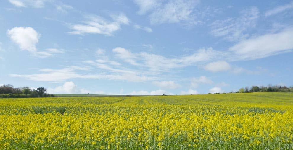 Estate Agents Warminster, Wiltshire Davis & Latcham