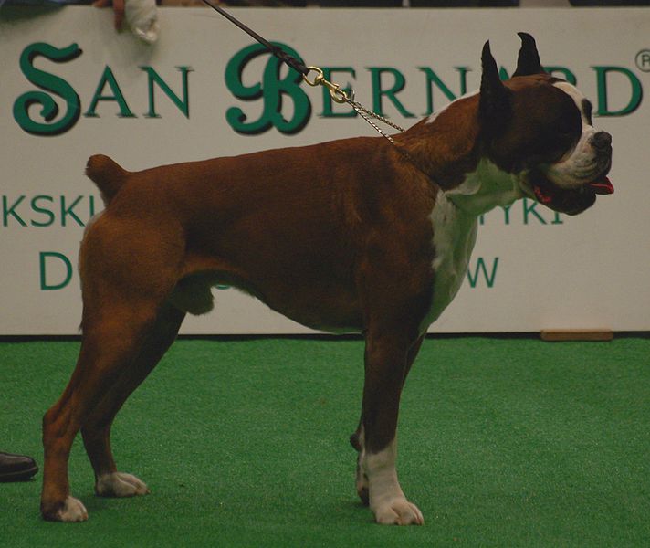 Dog Attacks In The News Daxton’s Friends