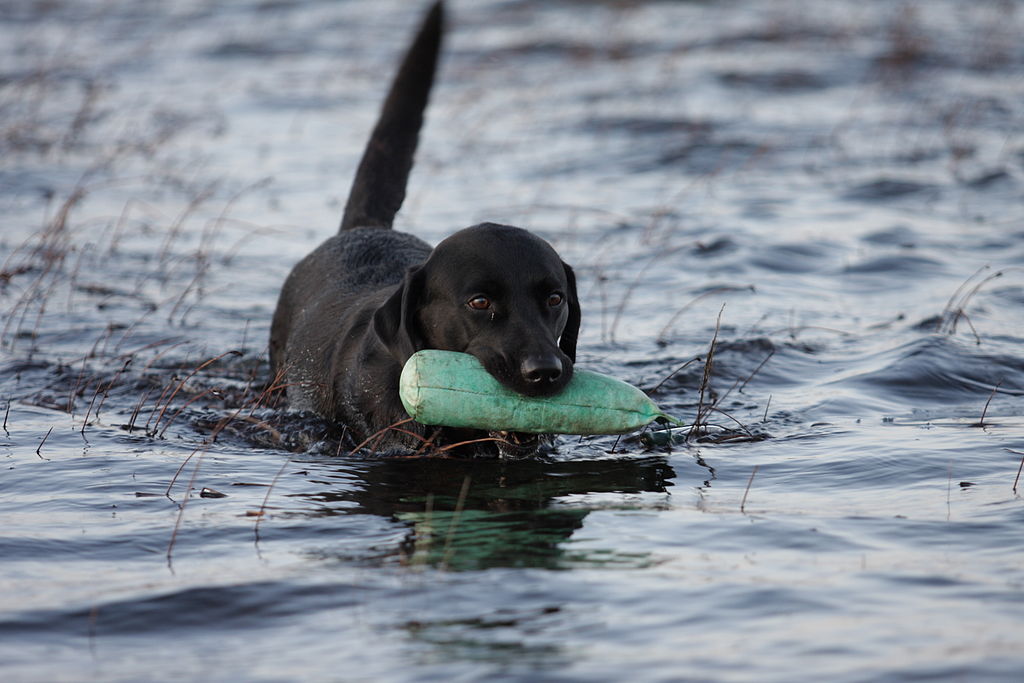 Labrador Retriever Daxton’s Friends