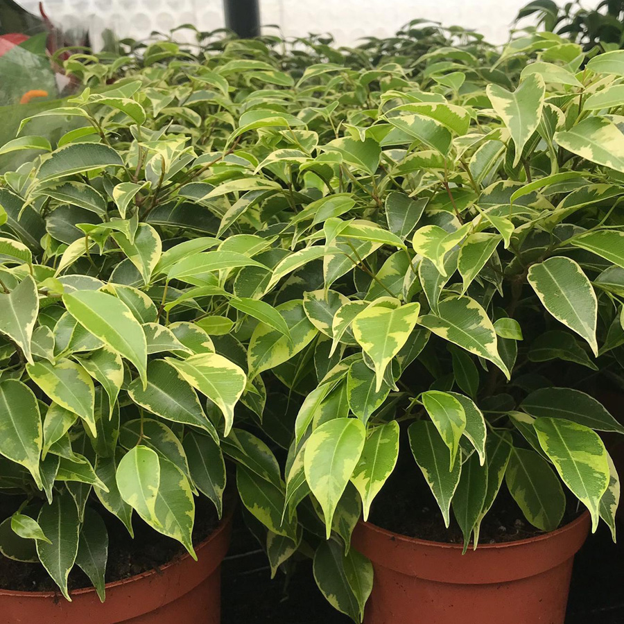 Weeping Fig ‘Variegated’ (Large) (Ficus benjamina