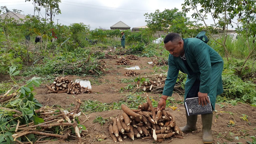 How to Start A Cassava Processing Business in Nigeria Youth