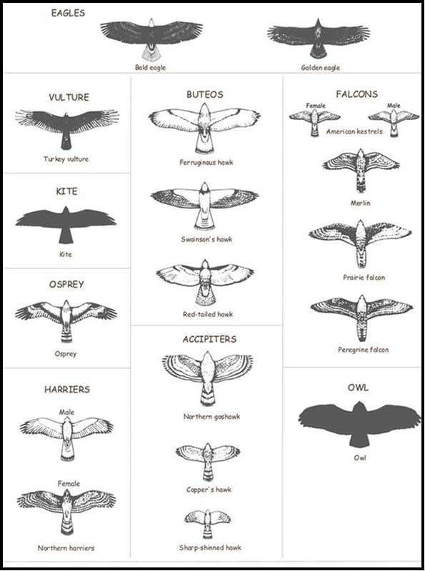 Ospreys 101 Scientific Classification and Characteristics