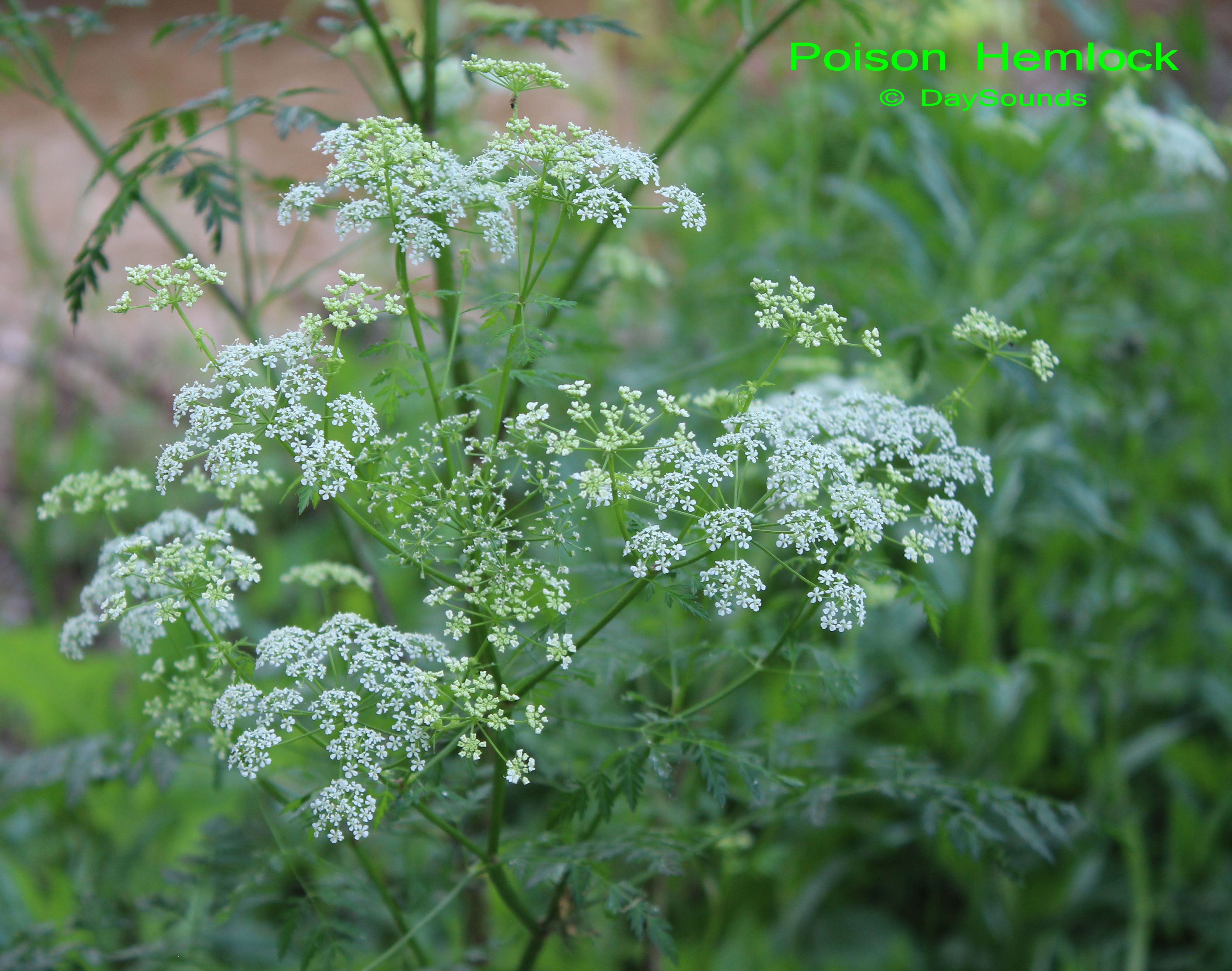 Colorado Wild Plants and Fungi Picture Index, page3
