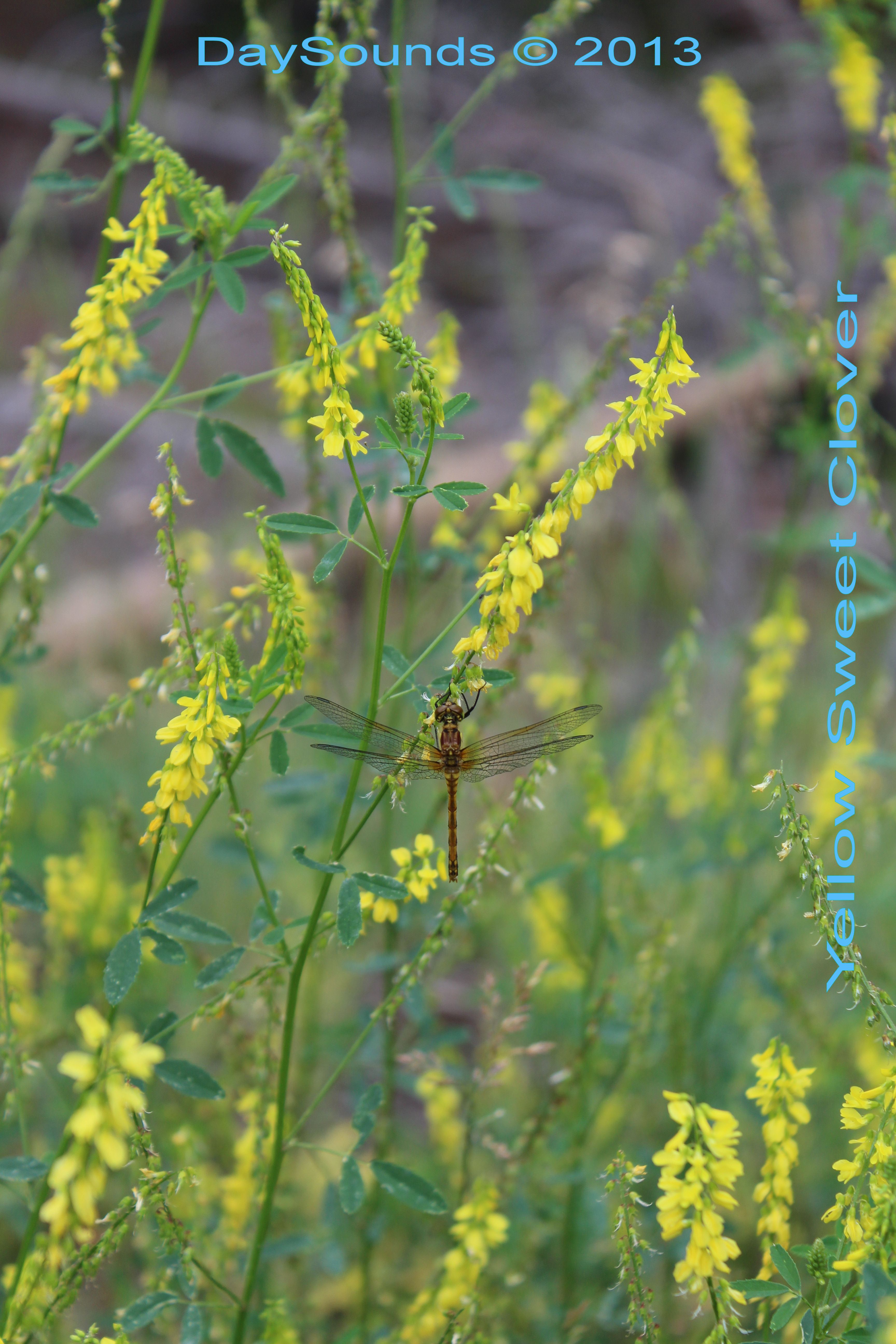 Yellow Sweet Clover