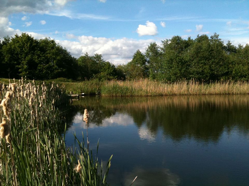 Spring Hill Trout Waters (Tunbridge Wells, Kent) Day Ticket Lakes