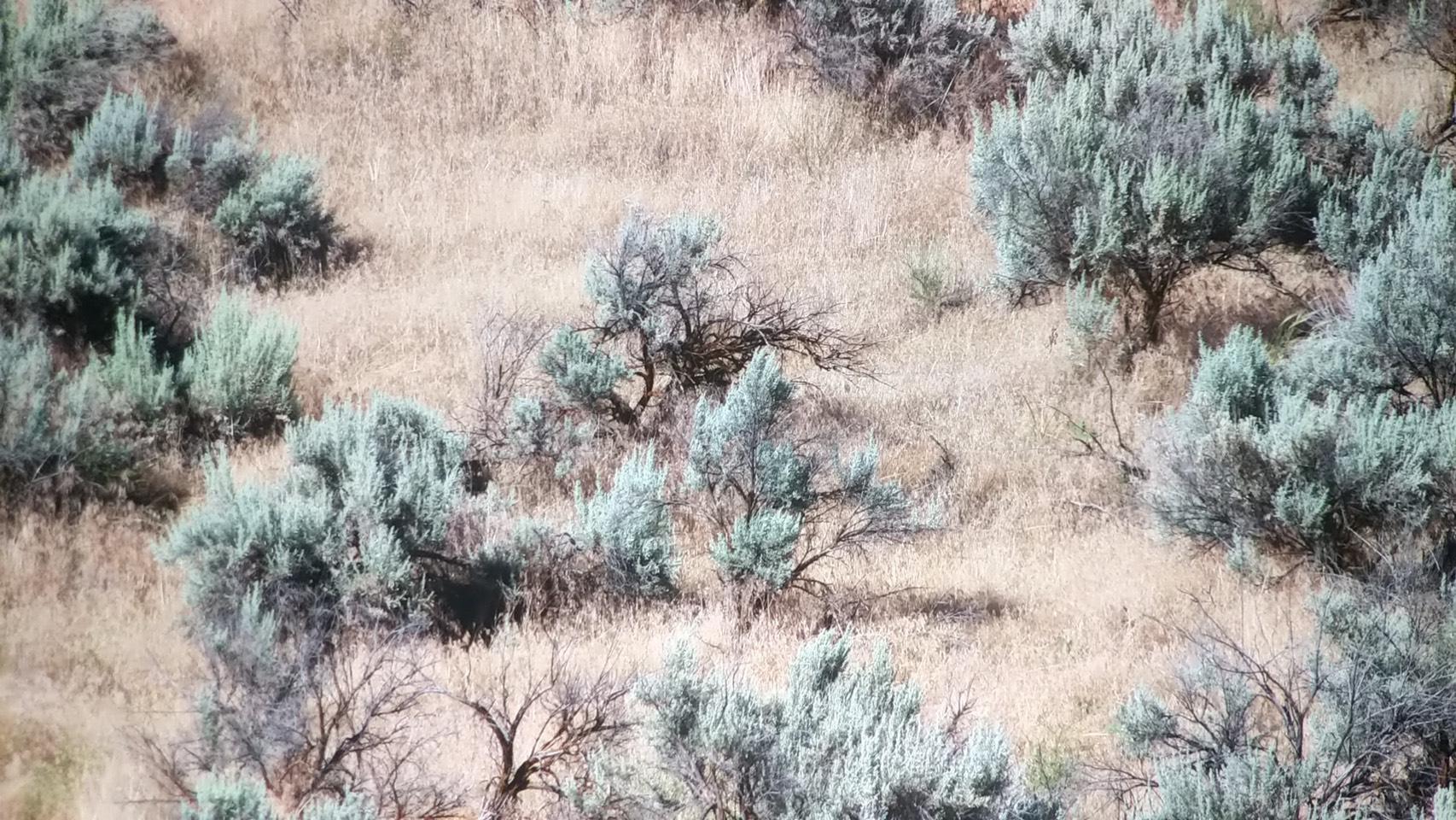 Looking for sage brush plants Daz 3D Forums