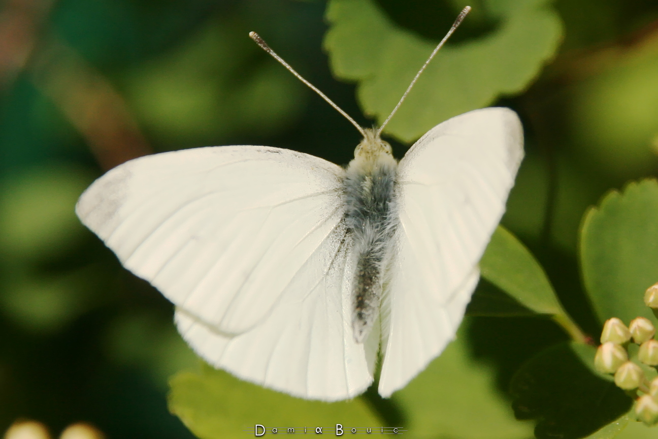 Papillons & Libellule – Le Long de l’Ouche – Chez Damia Bouic