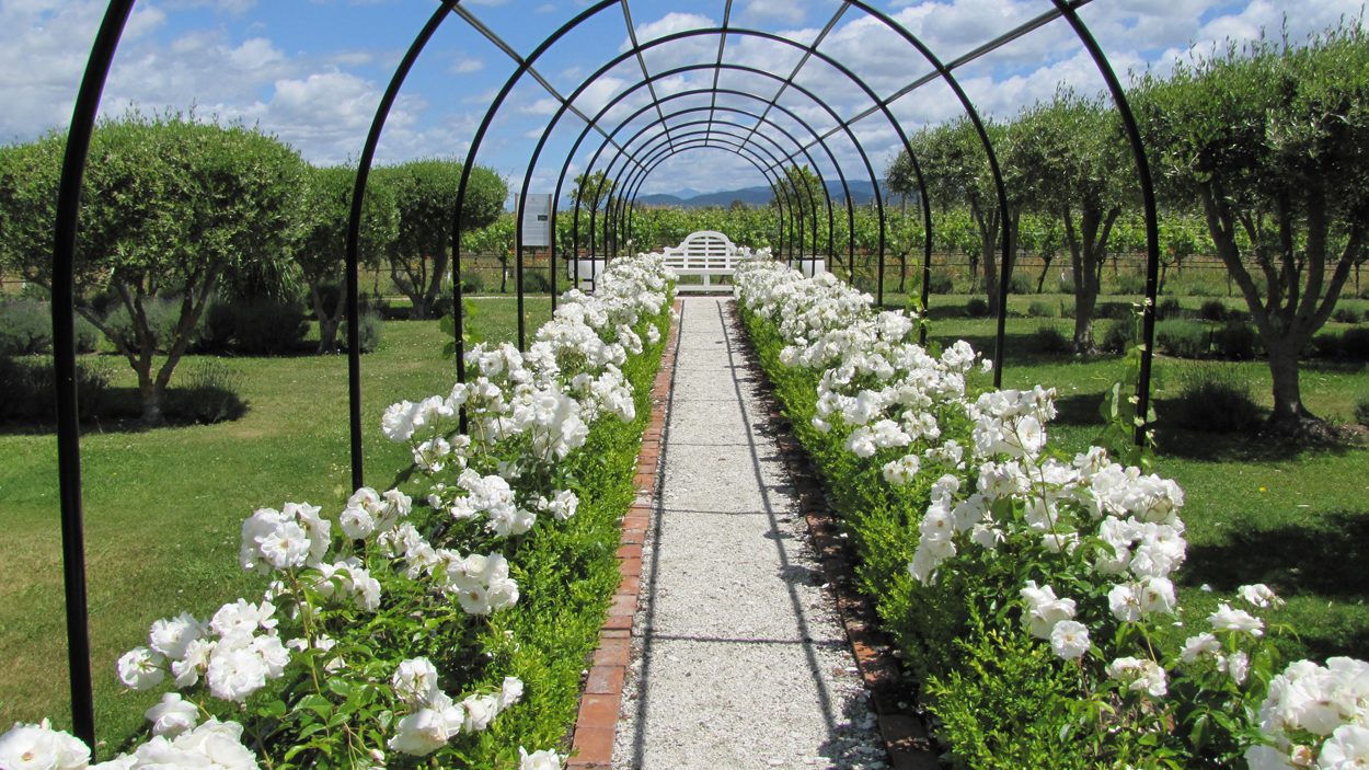 Pergola Vs Trellis Differences & Similarities DBS Inc. AZ