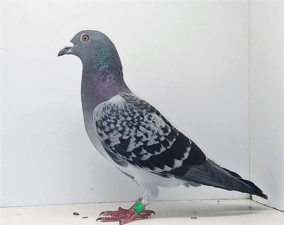 PIGEONS 4 SALE