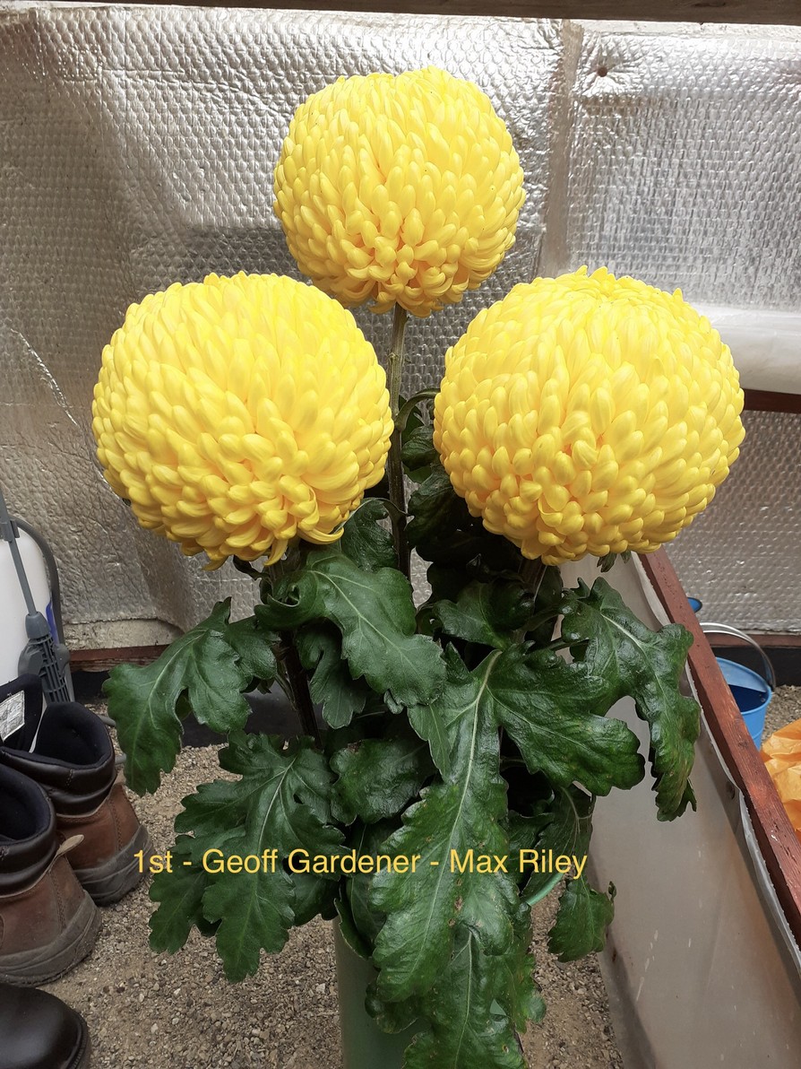 Competition 2020 Darlington Chrysanthemum and Dahlia Society