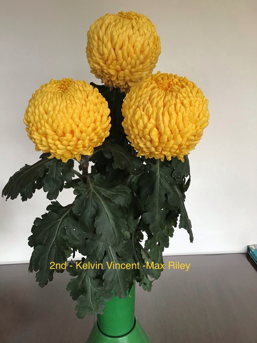 Competition 2020 Darlington Chrysanthemum and Dahlia Society