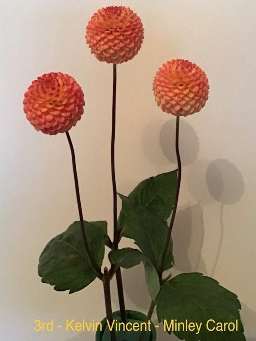 Competition 2020 Darlington Chrysanthemum and Dahlia Society