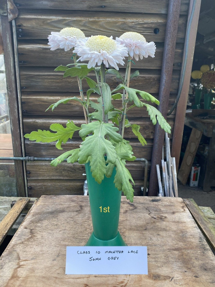 2020results Darlington Chrysanthemum and Dahlia Society