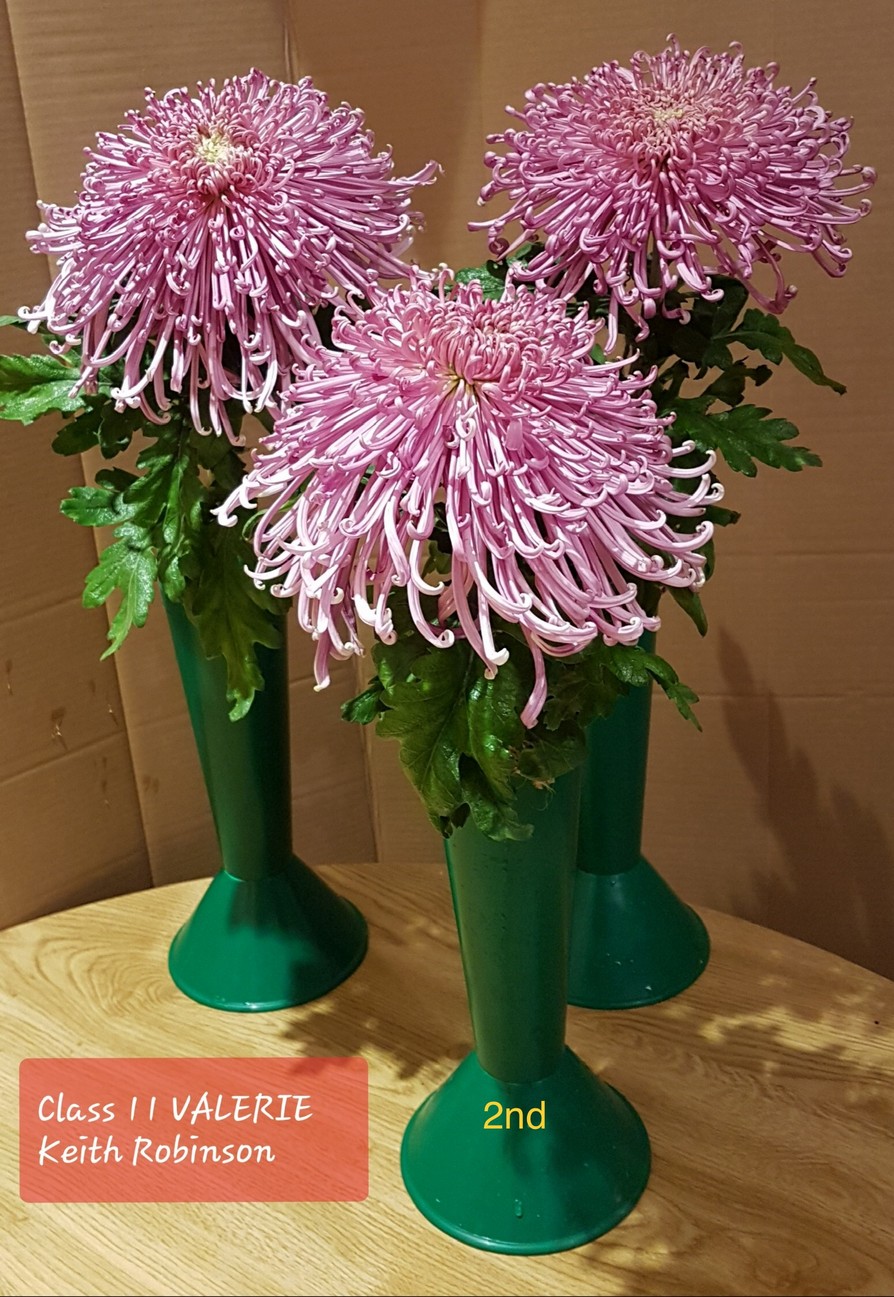 2020results Darlington Chrysanthemum and Dahlia Society