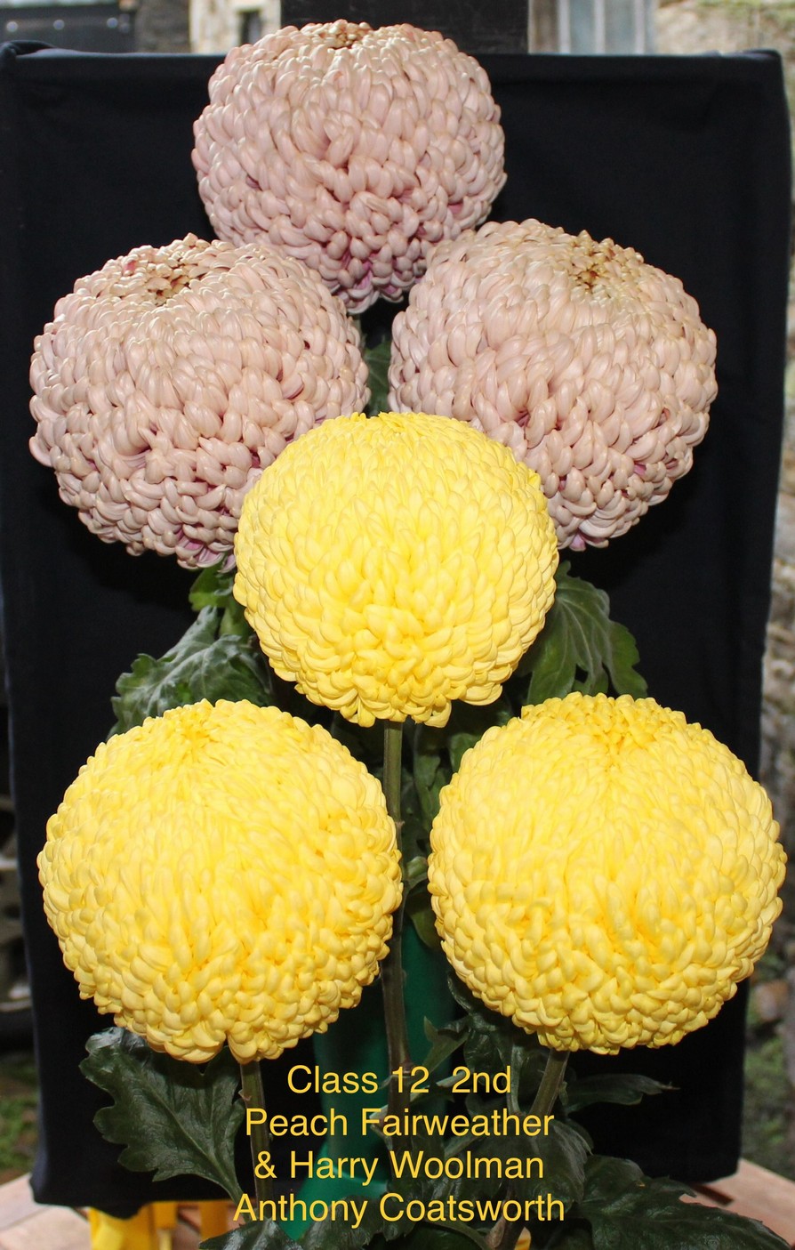 2020results Darlington Chrysanthemum and Dahlia Society