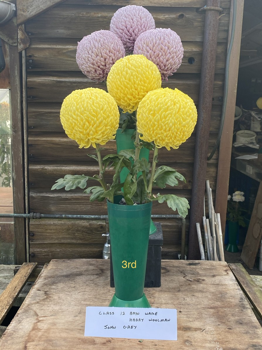 2020results Darlington Chrysanthemum and Dahlia Society