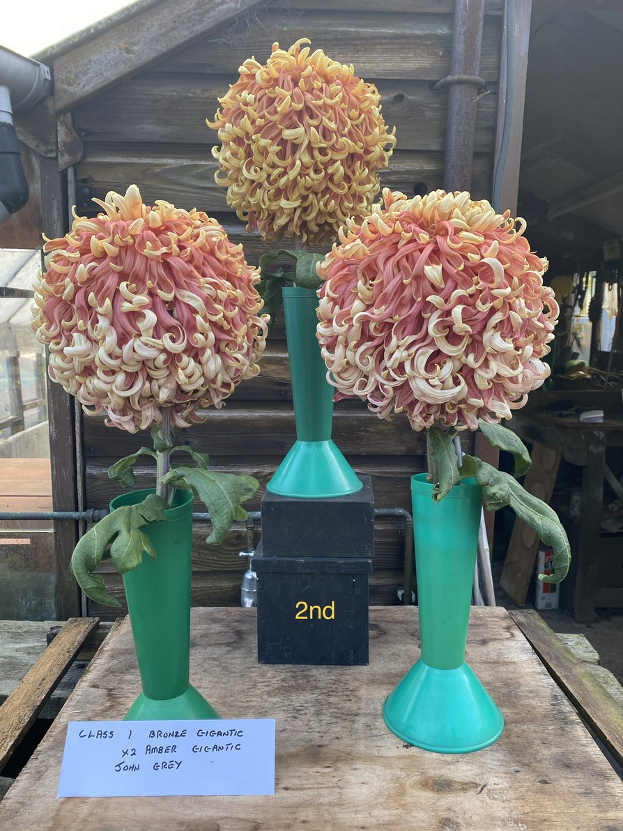 2020virtuallateshow Darlington Chrysanthemum and Dahlia Society