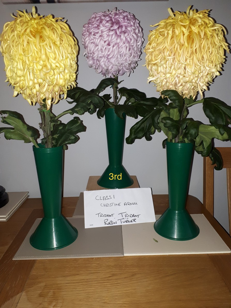 2020virtuallateshow Darlington Chrysanthemum and Dahlia Society