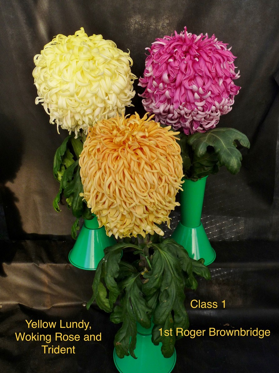 2020virtuallateshow Darlington Chrysanthemum and Dahlia Society