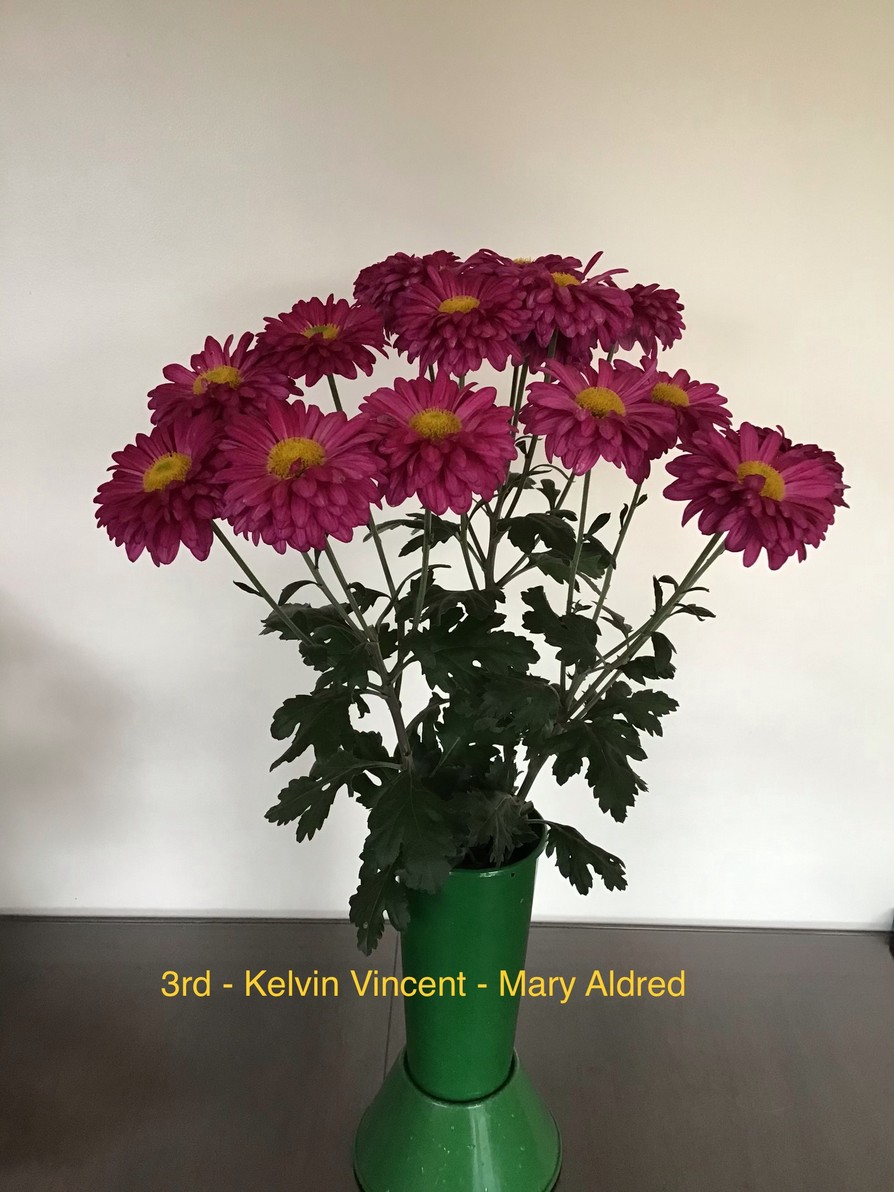 Competition 2020 Darlington Chrysanthemum and Dahlia Society