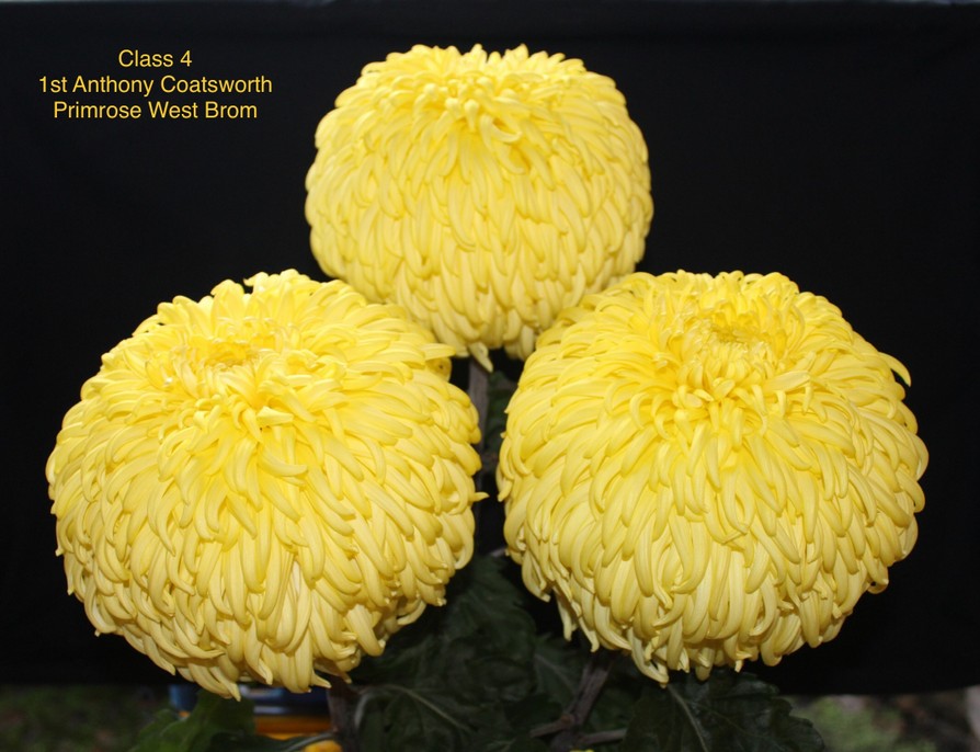 2020virtuallateshow Darlington Chrysanthemum and Dahlia Society